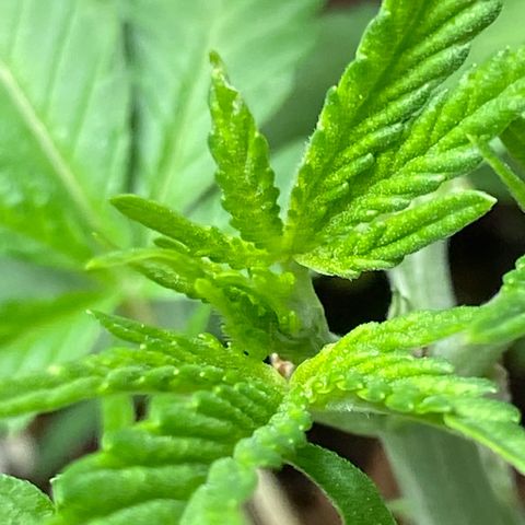 FAT banana #4 growlog timeline photo
