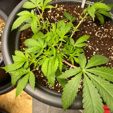 FAT banana #4 growlog timeline photo