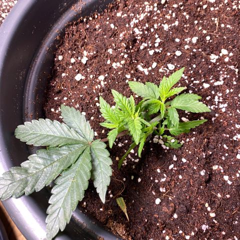 FAT banana #3 growlog timeline photo