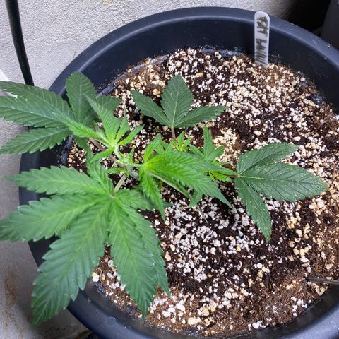 FAT banana #1 growlog timeline photo