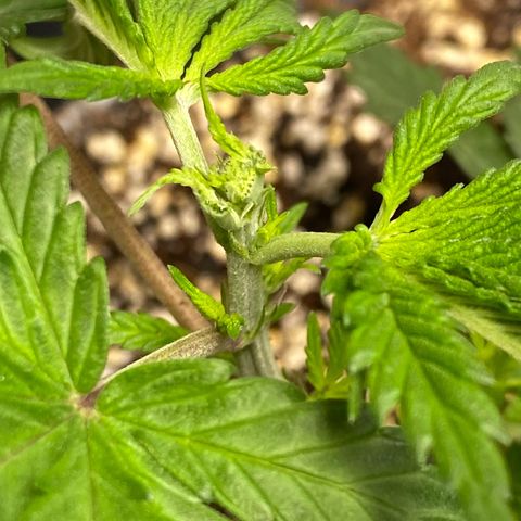 FAT banana #1 growlog timeline photo