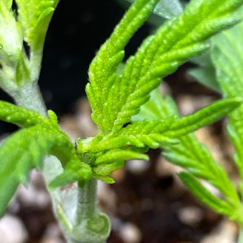 Al Patron #2 growlog timeline photo