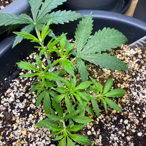 Al Patron #2 growlog timeline photo