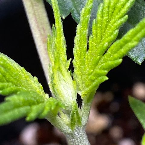 Al Patron #2 growlog timeline photo