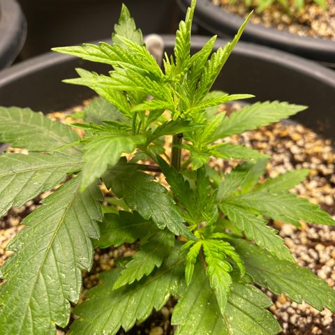 FAT banana #2 growlog timeline photo