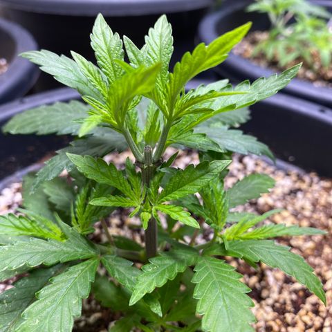 FAT banana #2 growlog timeline photo