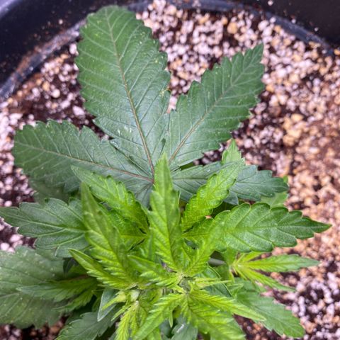 FAT banana #2 growlog timeline photo