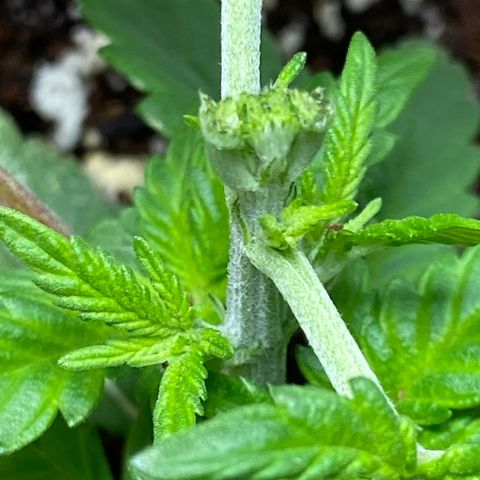 Amnesia Haze #2 growlog timeline photo