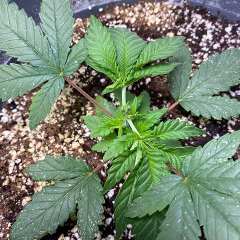 Amnesia Haze #2 growlog timeline photo