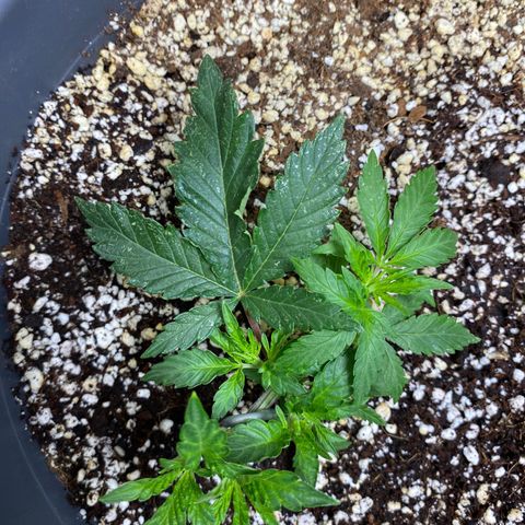 Al Patron #1 growlog timeline photo