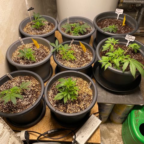 Super Silver Haze  #1 growlog timeline photo