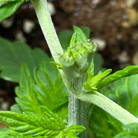 Amnesia Haze #2 growlog timeline photo