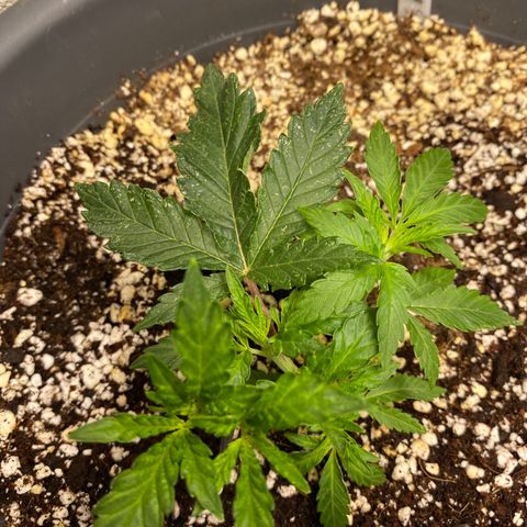 Al Patron #1 growlog timeline photo