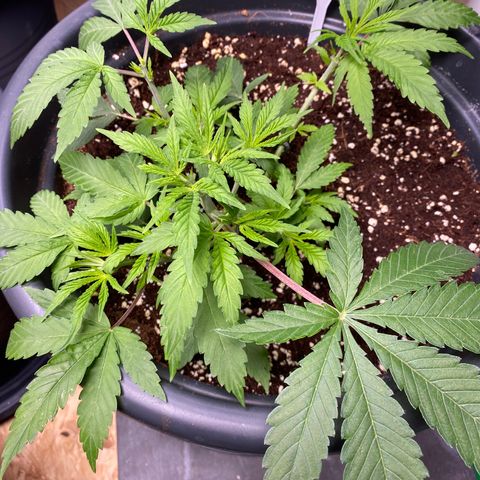 FAT banana #4 growlog timeline photo