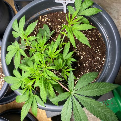 FAT banana #4 growlog timeline photo