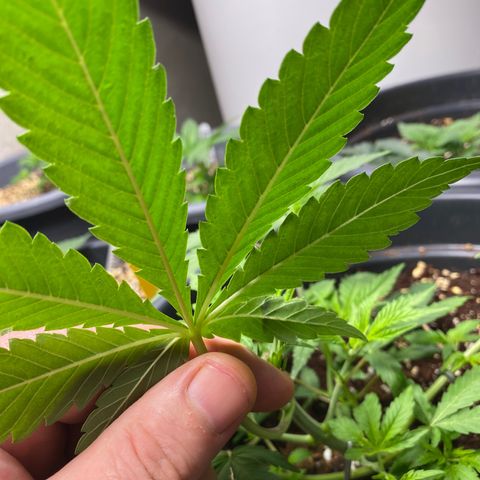 FAT banana #4 growlog timeline photo