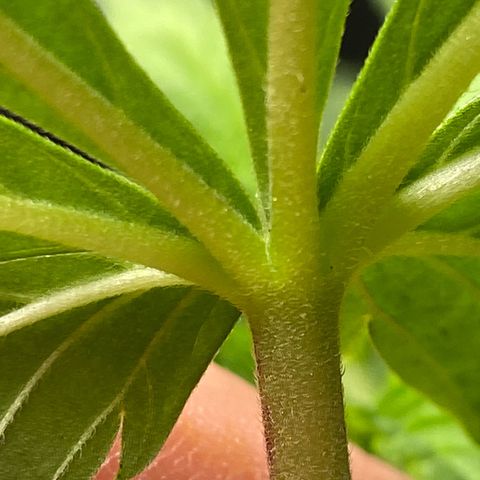 FAT banana #4 growlog timeline photo