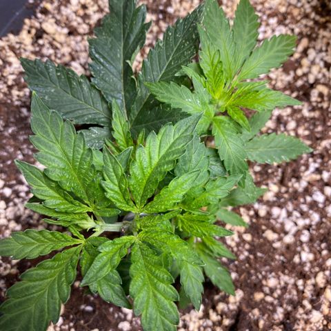 Al Patron #1 growlog timeline photo