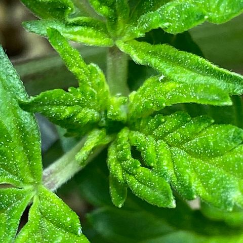 Al Patron #1 growlog timeline photo