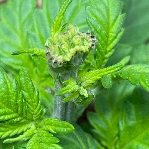 Amnesia Haze #2 growlog timeline photo