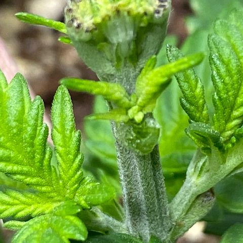 Amnesia Haze #2 growlog timeline photo