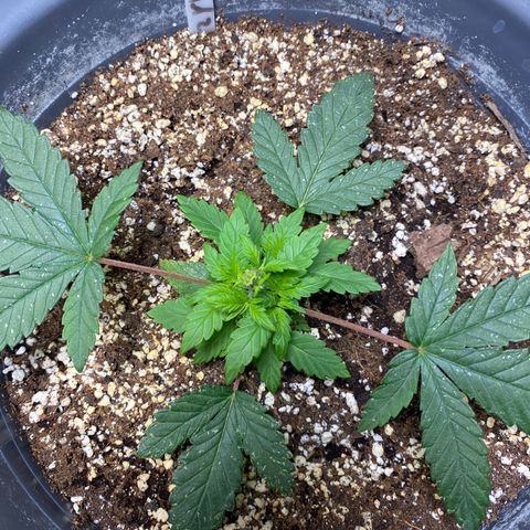 Amnesia Haze #2 growlog timeline photo