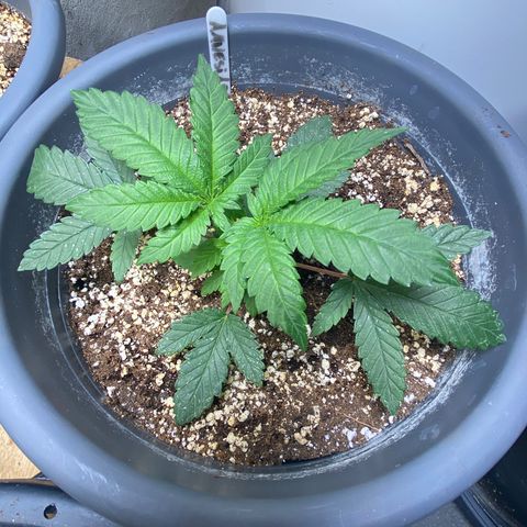 Amnesia Haze #2 growlog timeline photo