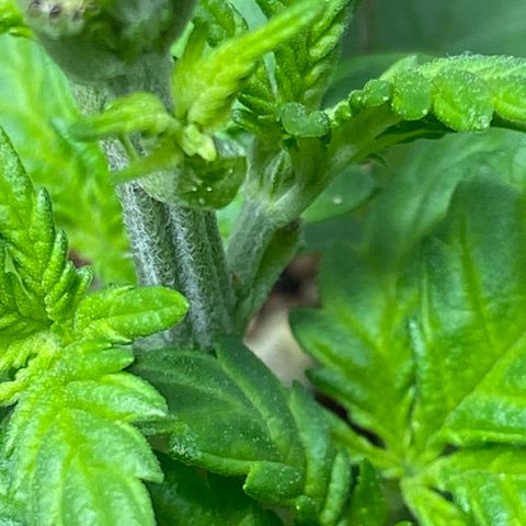 Amnesia Haze #2 growlog timeline photo