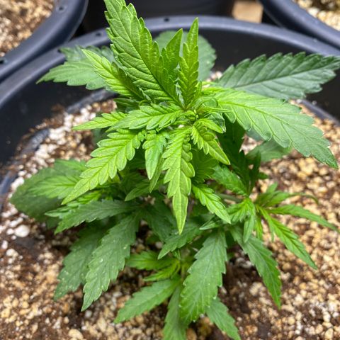 FAT banana #2 growlog timeline photo