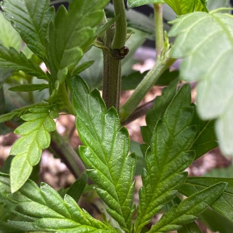 FAT banana #2 growlog timeline photo