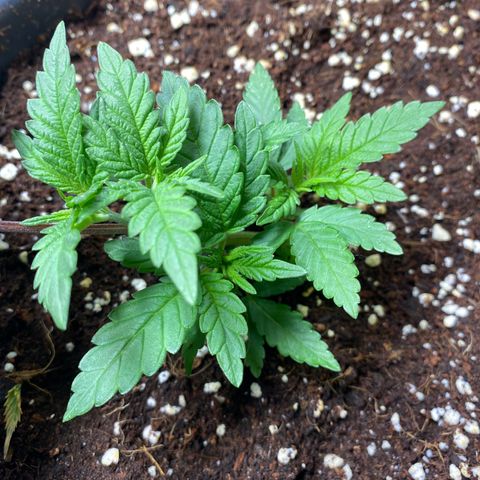 FAT banana #3 growlog timeline photo