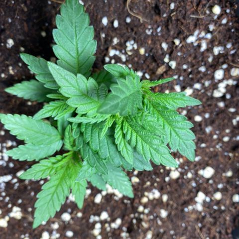 FAT banana #3 growlog timeline photo