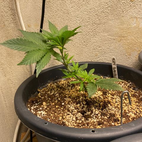 FAT banana #1 growlog timeline photo