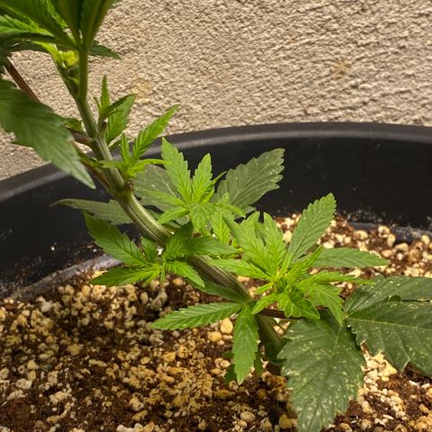 FAT banana #1 growlog timeline photo
