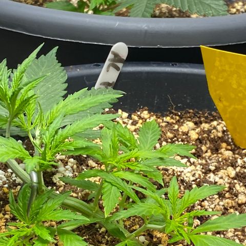 Al Patron #2 growlog timeline photo