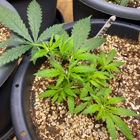 Al Patron #2 growlog timeline photo