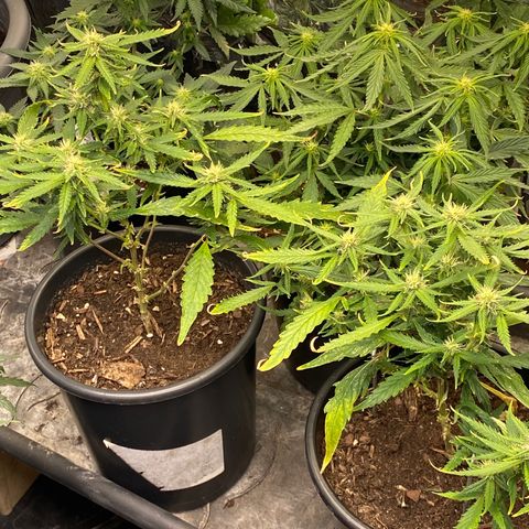 Al Patron #1 growlog timeline photo