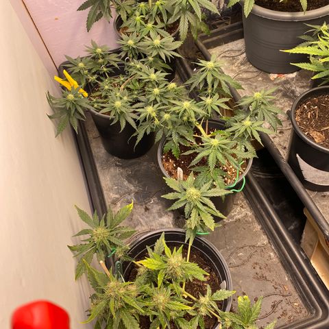 Al Patron #1 growlog timeline photo