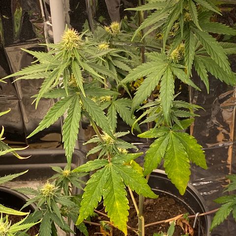 Al Patron #1 growlog timeline photo