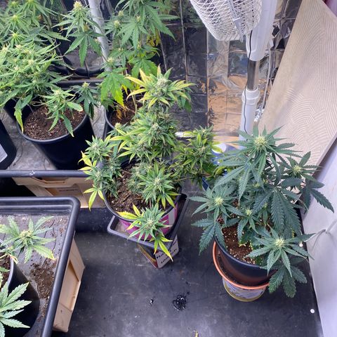 Al Patron #1 growlog timeline photo