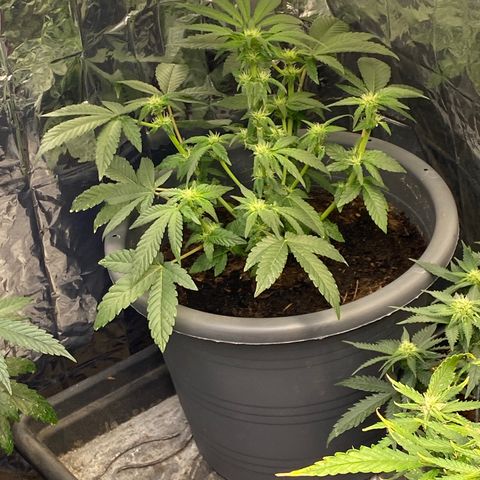 Al Patron #1 growlog timeline photo