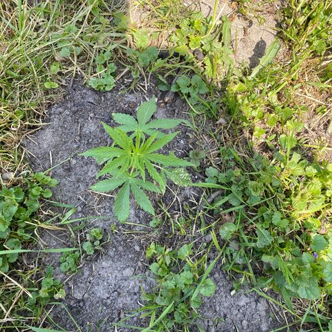 Hollands Hope  #1 growlog timeline photo