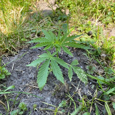 Hollands Hope  #1 growlog timeline photo