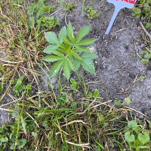 Hollands Hope  #2 growlog timeline photo