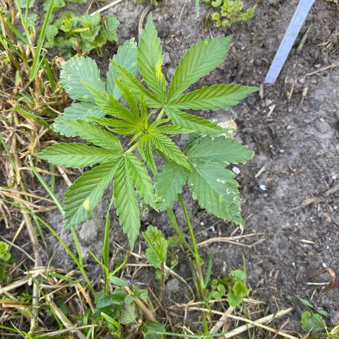 Hollands Hope  #2 growlog timeline photo