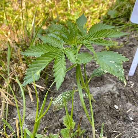 Hollands Hope  #2 growlog timeline photo
