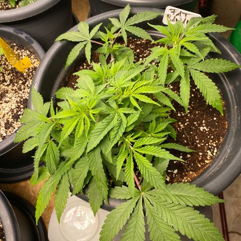 FAT banana #4 growlog timeline photo