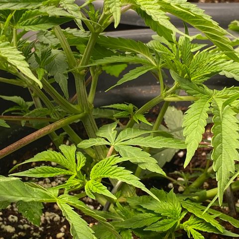 FAT banana #4 growlog timeline photo