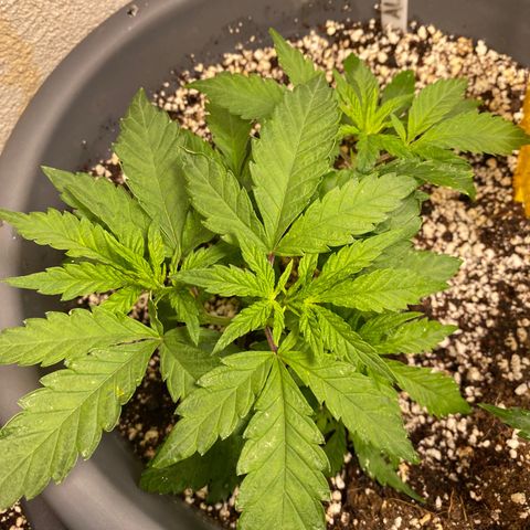 Al Patron #1 growlog timeline photo