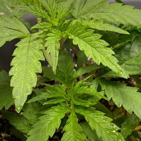 Al Patron #1 growlog timeline photo